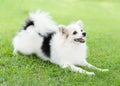 Closeup puppy pomeranian playing on green grass nature background, dog healthy concept, selective focus