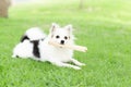 Closeup puppy pomeranian playing on green grass nature background, dog healthy concept, selective focus