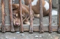 Closeup puppy in wood cage background