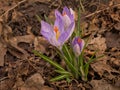 purple crocus flowers with orange pistile