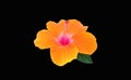 Closeup of pure orange hibiscus flower blossom blooming isolated on black background, stock photo, spring summer flower, single Royalty Free Stock Photo