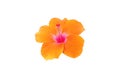 Closeup of pure orange hibiscus flower blossom blooming isolated on white background, stock photo, spring summer flower, single Royalty Free Stock Photo