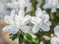 Closeup of Pure White Azalea Flowers Royalty Free Stock Photo