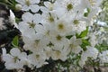 Closeup of pure white cherry blossom