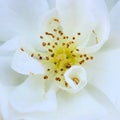 Closeup of Pure White Rose stamen Royalty Free Stock Photo