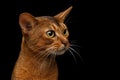 Closeup Purebred abyssinian cat portrait isolated on black background