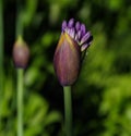 Closeup of purple African lily in emergent pre-bloom stage