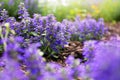 Closeup on Purple Ajuga Bronze Beauty Creeping Flower