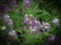 Closeup of purple Alyssum flowers with blurred