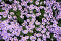 Closeup of purple aromatic Aster flowers in a field Royalty Free Stock Photo