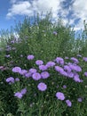Closeup Purple aster flowers in full bloom with a green tree background. Royalty Free Stock Photo