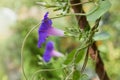 Closeup of purple blue colored field bindweed flowers Convolvulus arvensis Royalty Free Stock Photo