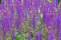 Closeup on purple and blue Lupinus (lupin, lupine) flowers Royalty Free Stock Photo