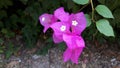 Closeup of purple bougaville flower Royalty Free Stock Photo