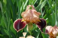 Closeup of purple and brown flower of bearded iris in mid May