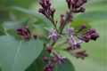 Closeup of Purple Budding Lilacs