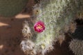Closeup of a purple cactus flower in top view with natural light from above Royalty Free Stock Photo
