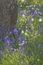 Closeup of Purple Camas flowers with dancing fairy lights
