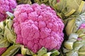 closeup purple cauliflower head in Fall, color from anthocyanin Royalty Free Stock Photo