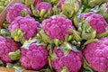 closeup purple cauliflower heads in Fall, color from anthocyanin Royalty Free Stock Photo