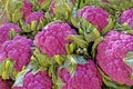 closeup purple cauliflower heads in Fall, color from anthocyanin Royalty Free Stock Photo