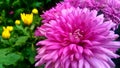 Closeup of purple Chrysanth Chrysanthemum morifolium