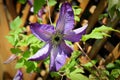 Closeup of a purple clematis flower with a lattice background.