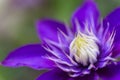 Closeup purple clematis flower with neutral blurred background Royalty Free Stock Photo