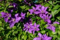 Closeup of purple clematis flowers (Clematis viticella) or Italian leather flower on a sunny day