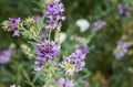 Purple rocky mountain wildflower Colorado alpine high country meadow Royalty Free Stock Photo