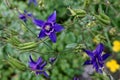 Closeup of a purple columbine