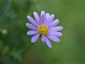 Closeup purple common daisy flower, oxeye daisy with water drops in the garden Royalty Free Stock Photo
