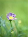 Closeup purple common daisy flower, oxeye daisy with water drops in the garden Royalty Free Stock Photo