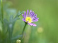 Closeup purple common daisy flower, oxeye daisy with water drops in the garden Royalty Free Stock Photo