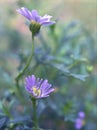 Closeup purple common daisy flower, oxeye daisy with water drops in the garden Royalty Free Stock Photo