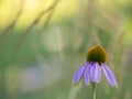 Closeup of a purple coneflower on a colorful background