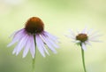 Closeup of purple coneflowers