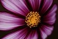 Closeup of purple Cosmos flower Royalty Free Stock Photo