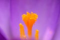 Closeup of a purple crocus blossom in the garden Royalty Free Stock Photo