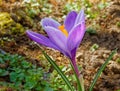 closeup purple crocus flower blooming in Spring flower garden Royalty Free Stock Photo