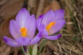 Closeup of purple crocus flowers in spring Royalty Free Stock Photo