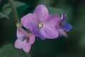 Closeup of Purple Cup-and-Saucer plant with a green background