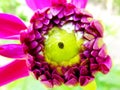 Closeup of a purple Dahlia flower bulb ready to blossom