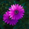 Closeup of purple daisybush flowers Royalty Free Stock Photo