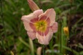 Closeup of a purple daylily flower in a garden under the sunlight