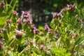 Closeup of purple dead-nettle flowers with selective focus on foreground