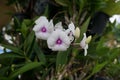 Closeup of Purple Dendrobium sonia orchid flowers Royalty Free Stock Photo