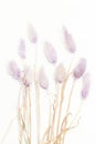 Closeup of purple Dry Bunny Tails Grass Lagurus Ovatus on white
