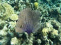 Closeup of purple fan coral among yellow corals and rocks