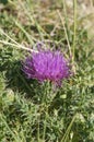 Closeup on a purple feathery flowering stemless dwarf thistle, Cirsium acaule Royalty Free Stock Photo